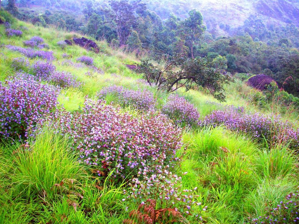 Elysium Garden Hotel Munnar Luaran gambar