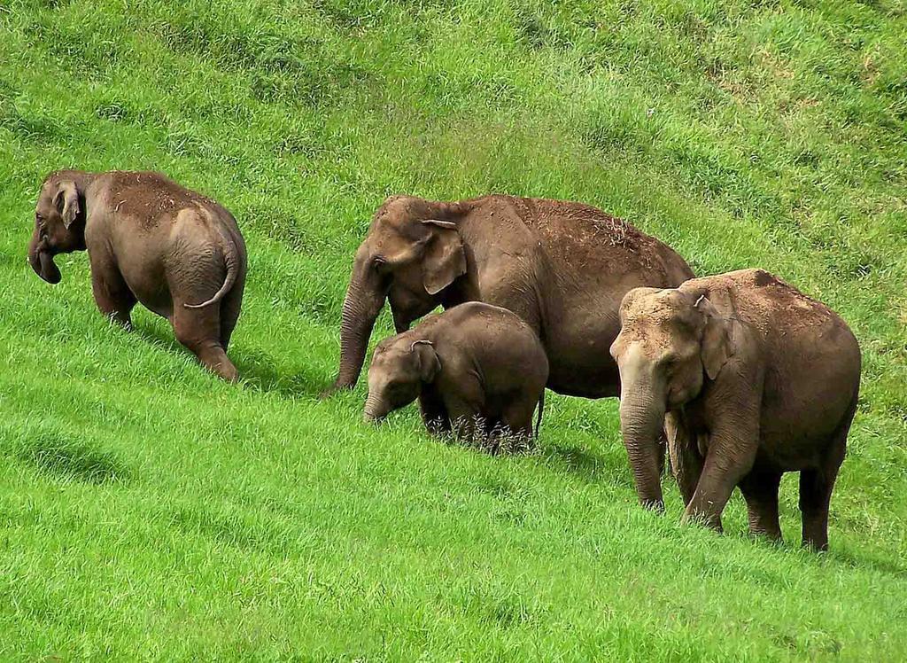 Elysium Garden Hotel Munnar Luaran gambar