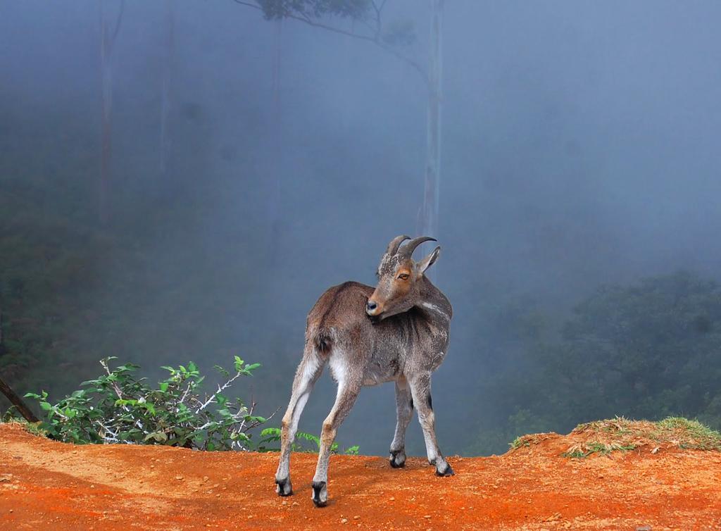 Elysium Garden Hotel Munnar Luaran gambar